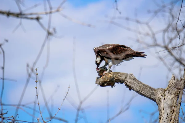 Osprey son zamanlarda yakaladığı balıkları yiyor.