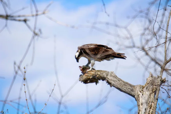 Osprey son zamanlarda yakaladığı balıkları yiyor.