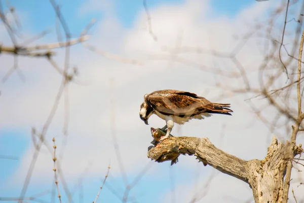 Osprey Olyan Halat Eszik Amit Nemrég Fogott — Stock Fotó