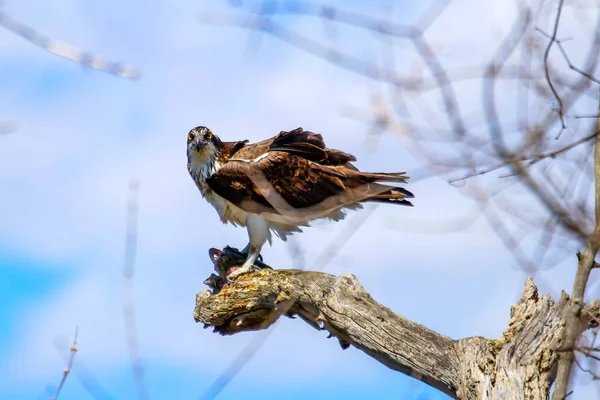 Osprey son zamanlarda yakaladığı balıkları yiyor.