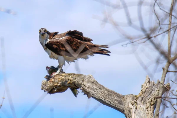 Osprey son zamanlarda yakaladığı balıkları yiyor.