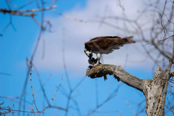 Osprey son zamanlarda yakaladığı balıkları yiyor.