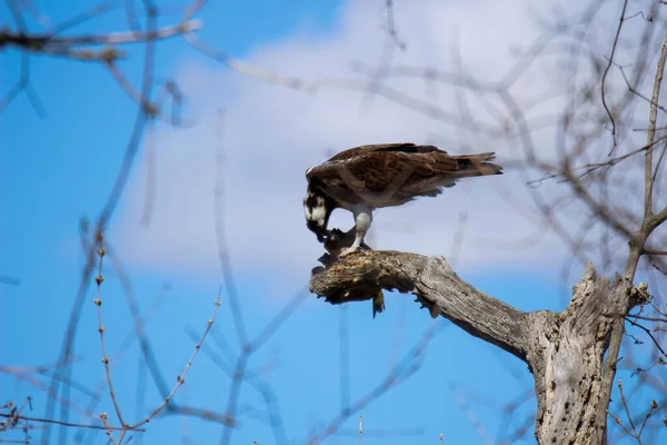 Osprey son zamanlarda yakaladığı balıkları yiyor.