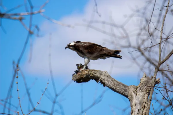 Osprey Eats Fish Recently Caught — Fotografia de Stock