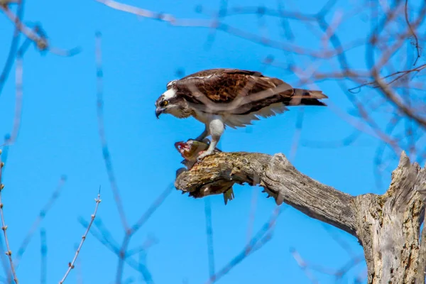 Osprey son zamanlarda yakaladığı balıkları yiyor.