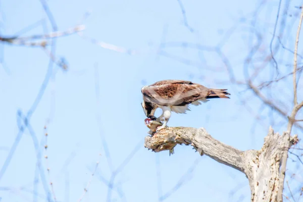 Osprey Eats Fish Recently Caught — Stockfoto