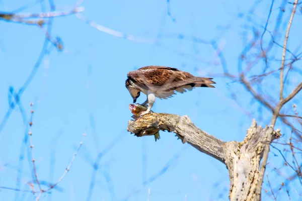 Osprey son zamanlarda yakaladığı balıkları yiyor.