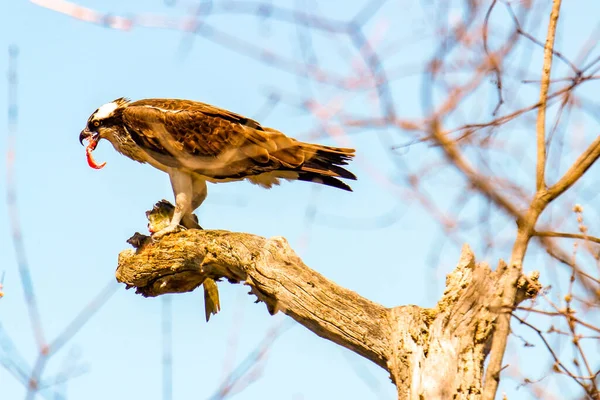 Osprey son zamanlarda yakaladığı balıkları yiyor.