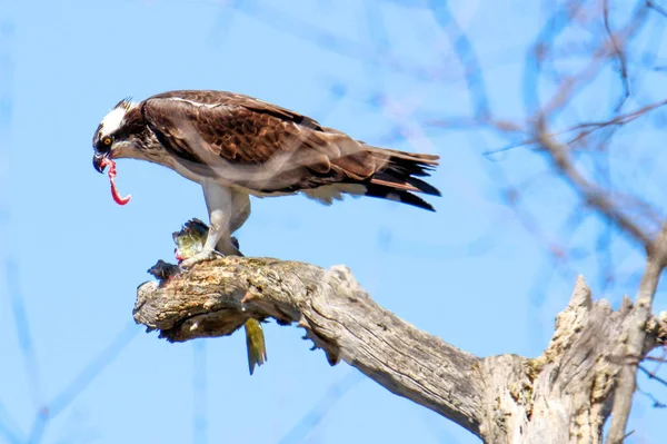Osprey son zamanlarda yakaladığı balıkları yiyor.