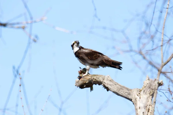 Osprey Come Pescado Que Recientemente Capturó — Foto de Stock