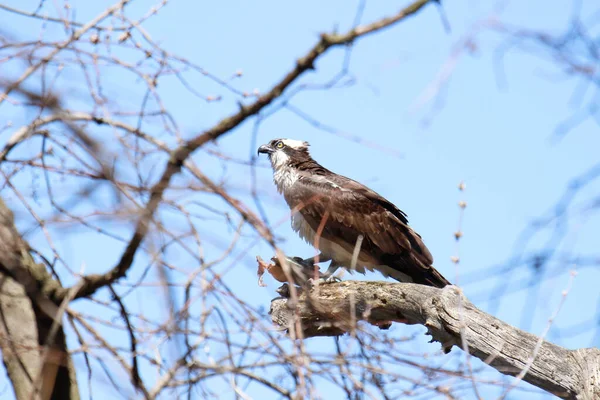 Osprey son zamanlarda yakaladığı balıkları yiyor.