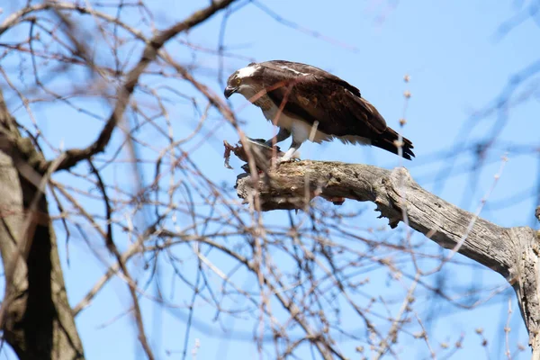 Osprey son zamanlarda yakaladığı balıkları yiyor.
