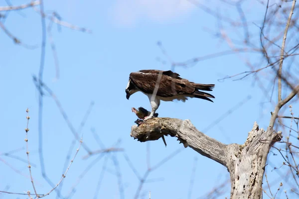 Osprey Eats Fish Recently Caught — Photo