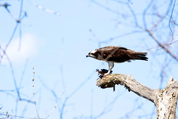 Osprey Eats Fish Recently Caught — стокове фото