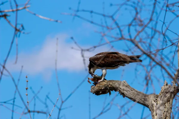 Osprey Olyan Halat Eszik Amit Nemrég Fogott — Stock Fotó