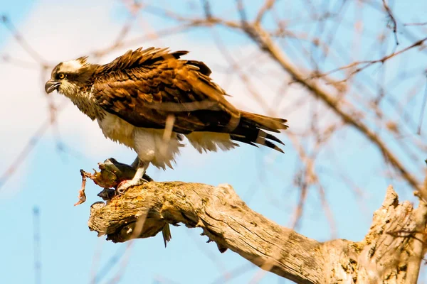 Osprey Eats Fish Recently Caught — стоковое фото