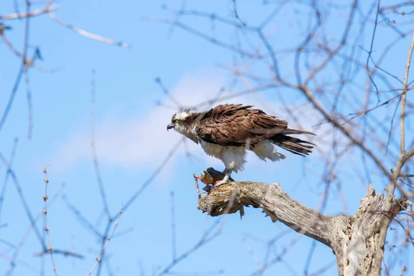 Osprey son zamanlarda yakaladığı balıkları yiyor.