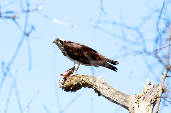 Osprey Eats Fish Recently Caught — Stockfoto