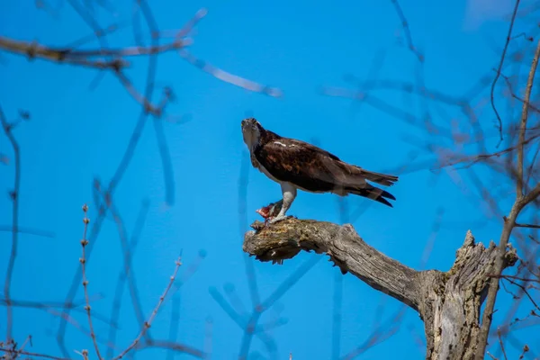 Osprey son zamanlarda yakaladığı balıkları yiyor.