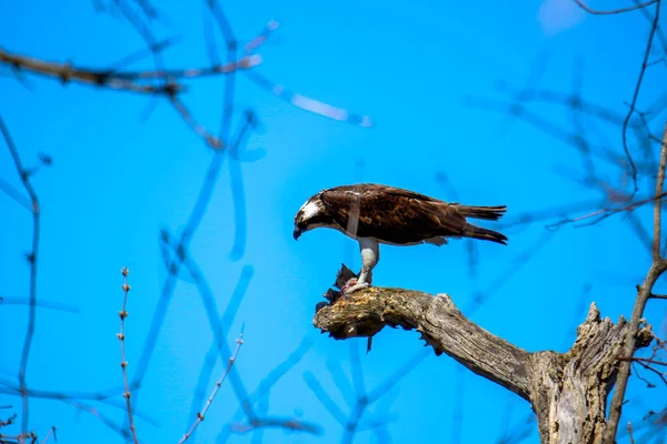 Osprey son zamanlarda yakaladığı balıkları yiyor.