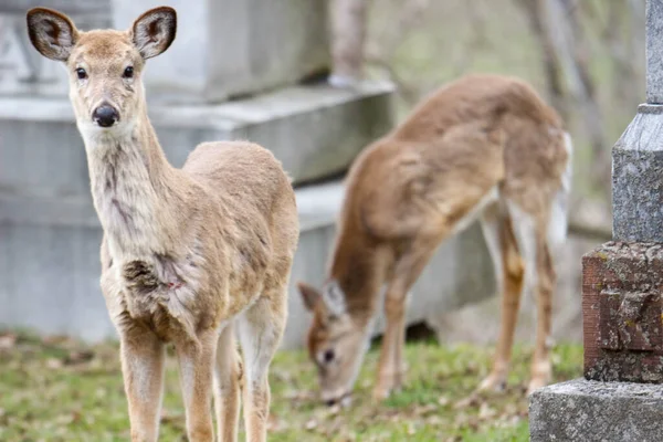 Young Deer Animal Zoo — Foto de Stock