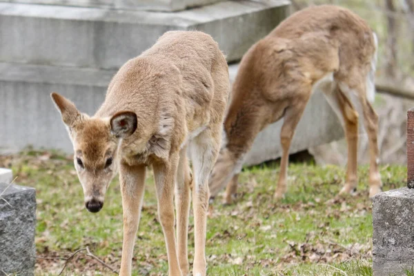 Close Young Deer Zoo — Foto de Stock