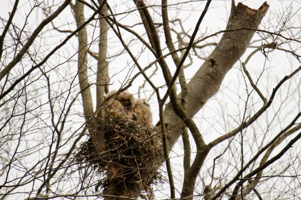 Ağaçtaki büyük boynuzlu baykuşlar