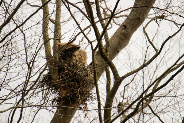 Great Horned Owlets Tree — ストック写真