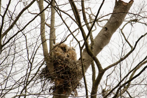 Ağaçtaki büyük boynuzlu baykuşlar