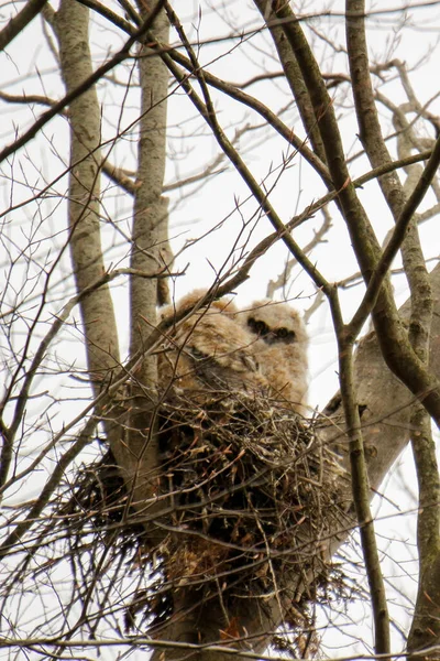Ağaçtaki büyük boynuzlu baykuşlar