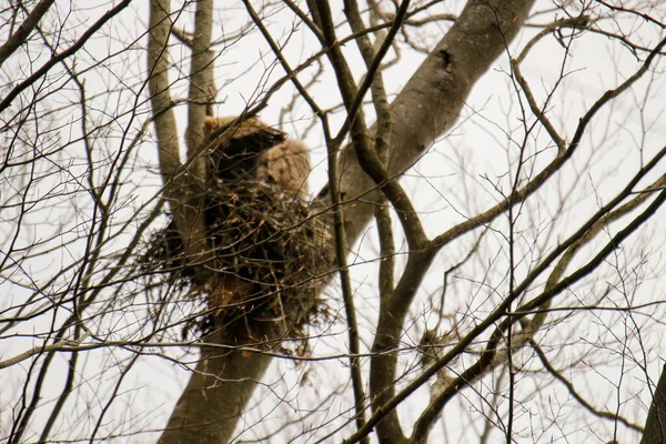 Great Horned Owlets Tree — Zdjęcie stockowe
