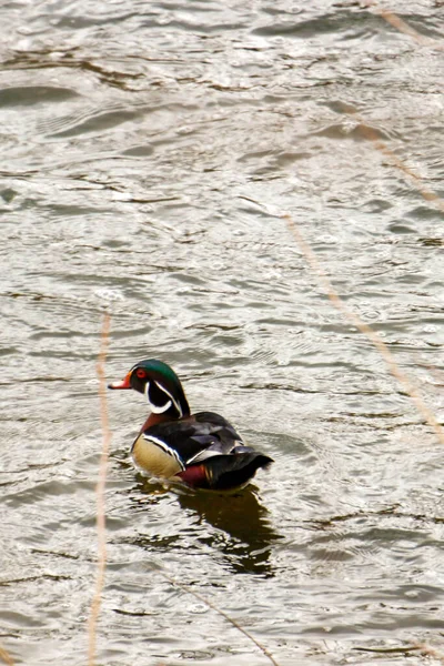 Denizin taşlarının dokusu.