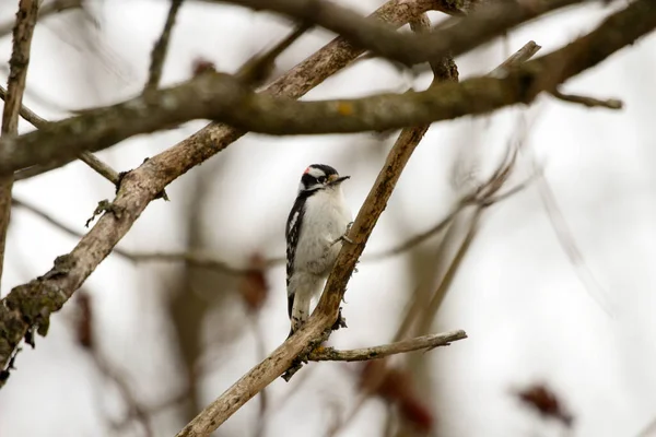 Downy Woodpeckers Smallest Species Woodpecker Canada — Foto de Stock