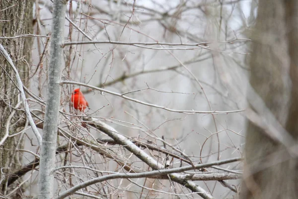 Denizin taşlarının dokusu.