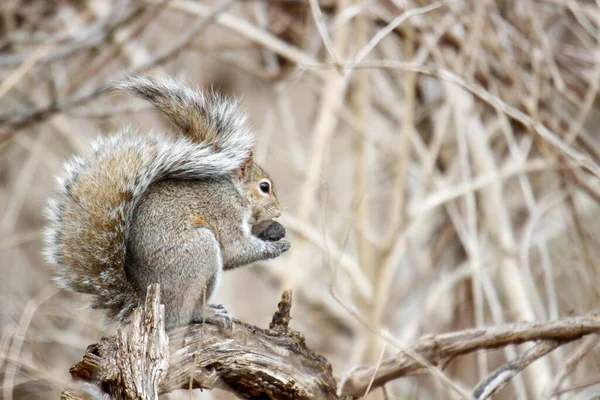 Bir sincap fındık yer.