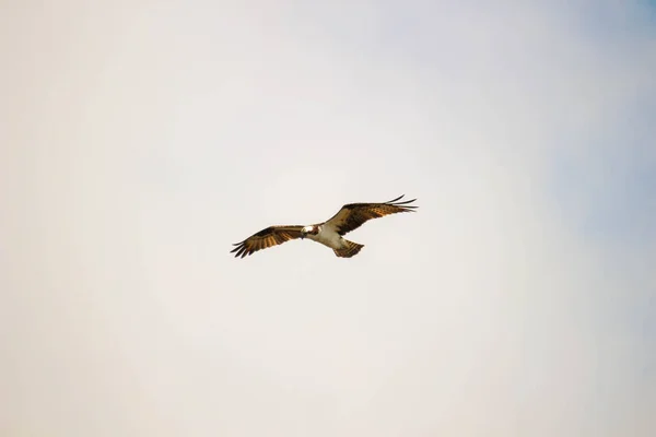 Osprey Vliegfotografie Canada — Stockfoto