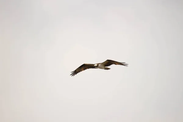 Osprey Vliegfotografie Canada — Stockfoto