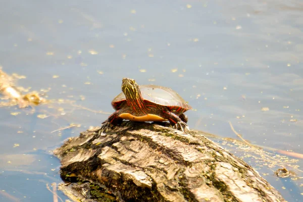Midland Painted Turtles Species Concern Ontario — Stockfoto