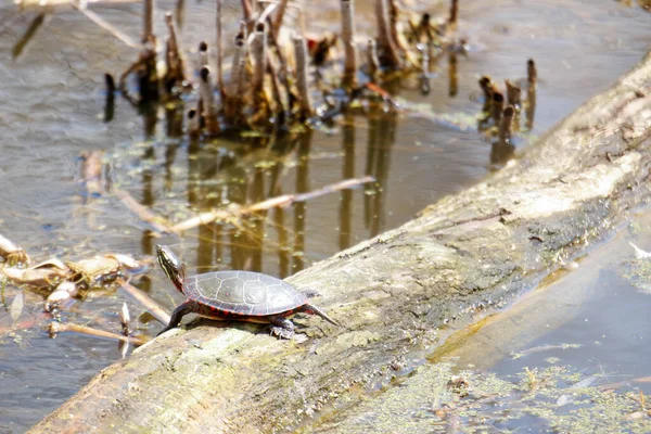 Midland Beschilderde Schildpadden Zijn Een Soort Van Zorg Ontario — Stockfoto