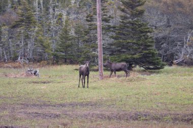 Bir çift geyik mevsimin başlarında Newfoundland 'da