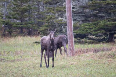 Bir çift geyik mevsimin başlarında Newfoundland 'da