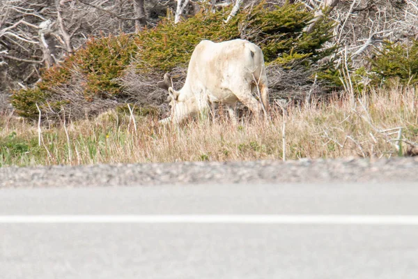 Newfoundland Turismfoto Caribou — Stockfoto