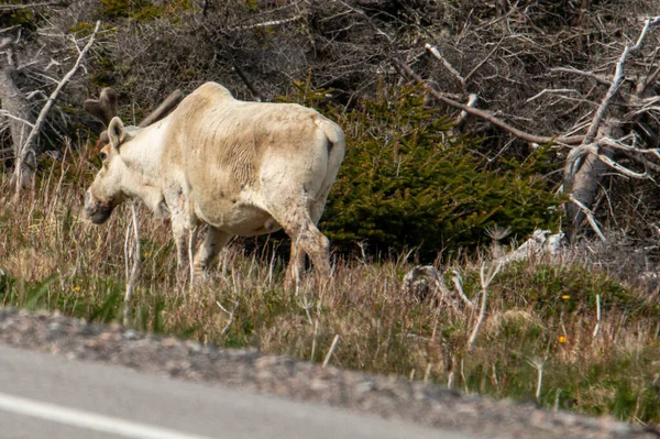 Newfoundland Turismfoto Caribou — Stockfoto