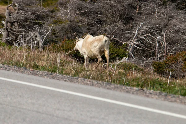Newfoundland Tourism Photo Caribou — Stock Photo, Image