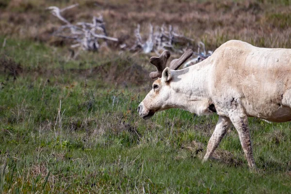 Newfoundland Tourism Photo Caribou — Stock Photo, Image