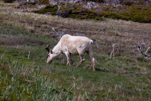 Newfoundland Tourism Photo Caribou — Stock Photo, Image