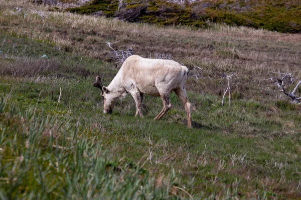 纽芬兰省旅游照片 加勒比驯鹿 — 图库照片
