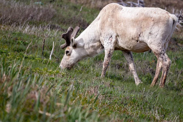 Neufundland Gros Morne Nationalpark — Stockfoto