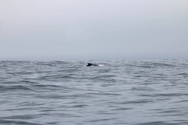 Osservazione Delle Balene Del Nord Terranova Anthonys — Foto Stock