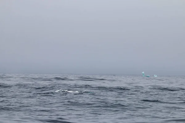 Obserwowanie Wielorybów Północnej Nowej Fundlandii Anthonys — Zdjęcie stockowe